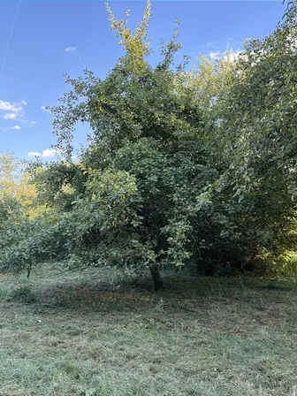 Foto treephoto-tydfjnce7ymgbxl5dbya2141.jpeg