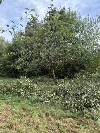 Foto treephoto-umx2o1w5b8vakqyvto3ch7go.jpeg