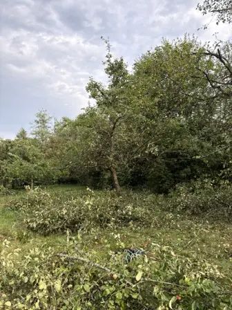 Foto treephoto-wccbnibxhbepzowsjq3etc0i.jpeg