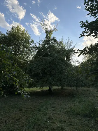 Foto treephoto-wgmbydxactxl37pmfw29v6al.jpeg