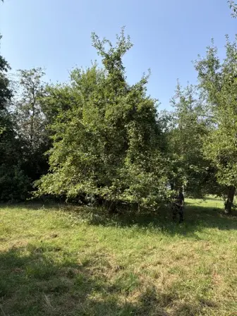 Foto treephoto-z6k5g6rn39mz05n8txvu85a0.jpeg