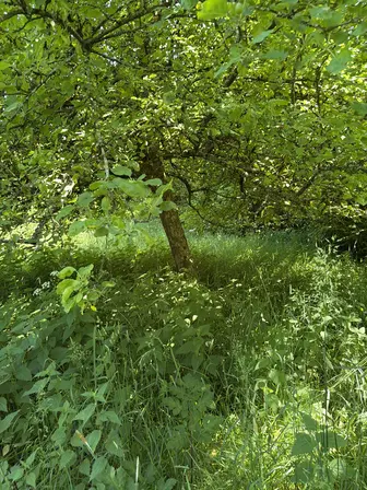 Foto treephoto-z6y5ykebzvlac98m8k7z6ibd.jpeg