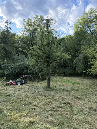 Foto treephoto-c2c1taxjn4yp2ckg7ff963uc.jpeg