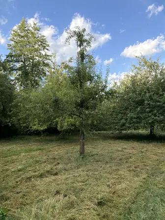 Foto treephoto-g28zbrexri16n0kov1fjenfr.jpeg