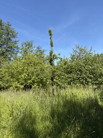 Foto treephoto-hgy0m3clv4rg939c2785l4wm.jpeg