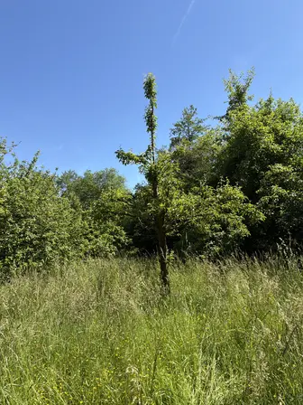 Foto treephoto-nz8sw11n27qtm01zhusqfkas.jpeg