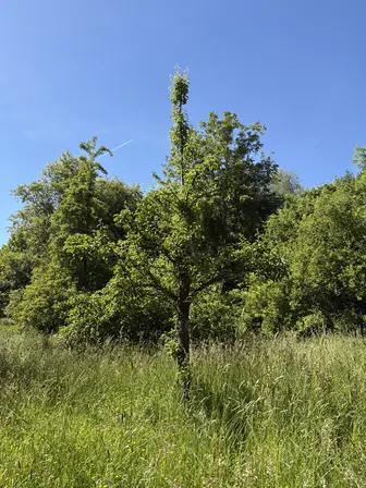 Foto treephoto-r4vlo9mf9guds2gv6eqzn7gw.jpeg