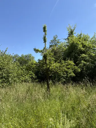 Foto treephoto-rxohhtcm0f0a8j29k57f591t.jpeg