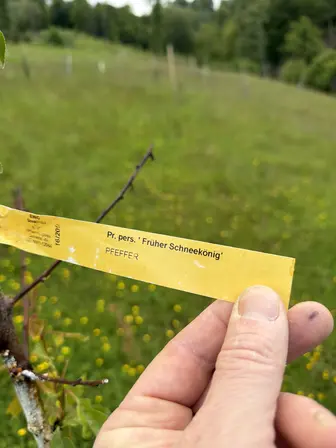 Foto treephoto-ddx26dwwqdy8yeju9ncdffr2.jpeg