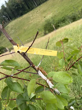 Foto treephoto-e6hz9dw4d6zlvogh2chwi1pr.jpeg