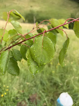 Foto treephoto-f9nhz8mwnqtk8er9lefyx04o.jpeg