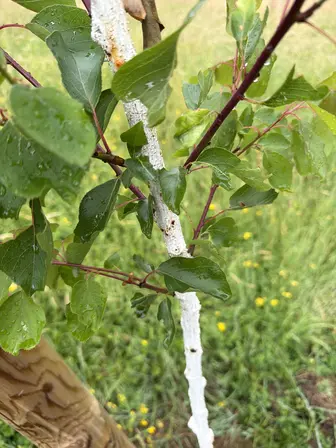 Foto treephoto-ffx73gzjqg5o7erk3frp8zb1.jpeg