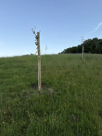 Foto treephoto-jvyl5ox0hq6iu7xnaeulay9h.jpeg