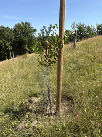 Foto treephoto-jze78w2tyrl4icncauxbmyta.jpeg