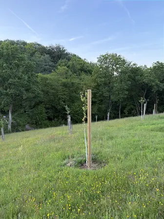 Foto treephoto-nsuk78ij9r5ge0vx9qenw4y4.jpeg