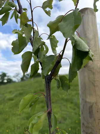 Foto treephoto-o0ik5ruxdy7xgwpg9rkg9ago.jpeg