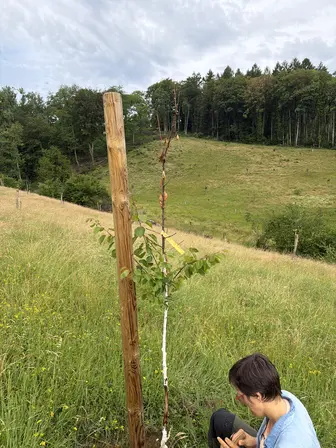 Foto treephoto-p951xaf95hrtppqezkyfkqz0.jpeg