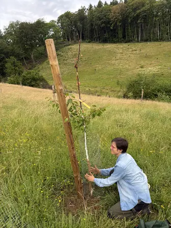 Foto treephoto-r04jx1incg4w8kj5sjmgjs4h.jpeg
