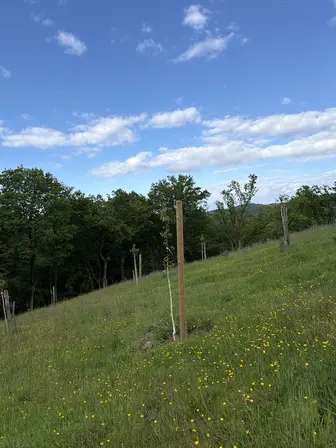 Foto treephoto-sca5wnrbosanyln0u467s2wt.jpeg