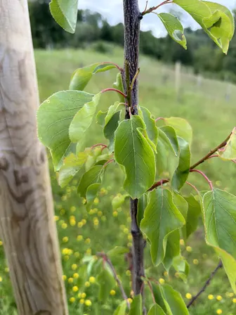 Foto treephoto-wyesve61ggdwtbdbcmuwcvc9.jpeg