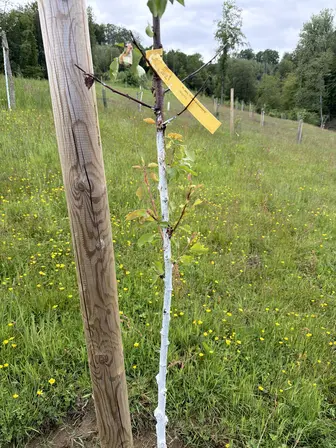 Foto treephoto-xg294haruhqev13wamvnhau8.jpeg