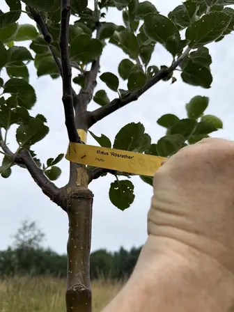 Foto treephoto-d1u57i7a8grqh8vwcxtun22f.jpeg