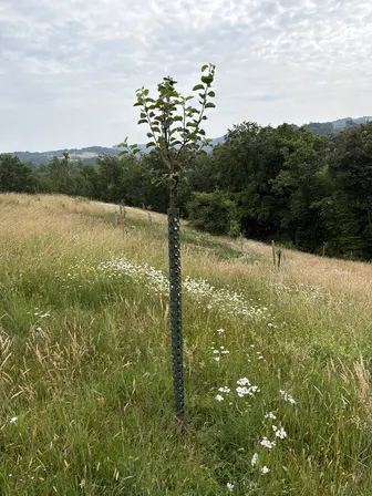 Foto treephoto-eltdadnv6tijvf4mtq4dsglk.jpeg