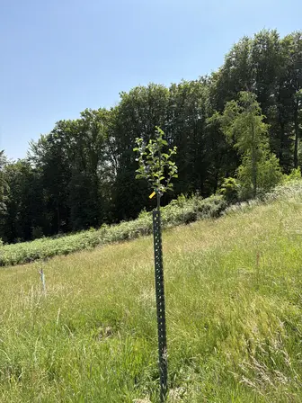 Foto treephoto-h0g71gyv368d9rfbawtotnau.jpeg