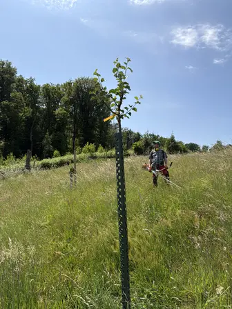 Foto treephoto-ik98i78wl3udumgxnhs78sel.jpeg