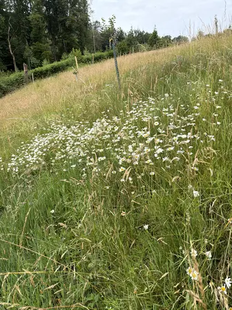 Foto treephoto-j2f45q0tj94fdntwk0pregy6.jpeg