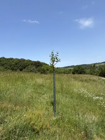 Foto treephoto-jeo8x2b7wnc7bari6w26w9sj.jpeg