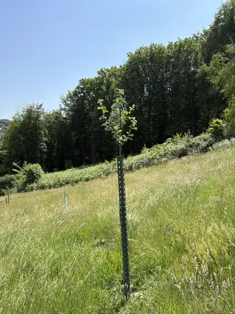 Foto treephoto-jmuauikrqpihkkg3spwrjbp7.jpeg