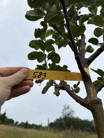 Foto treephoto-lheuozqjlu5by0imr2jc8ir6.jpeg