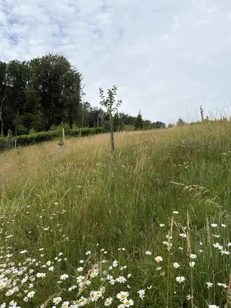 Foto treephoto-vhyed523aidg0qmwk6kksh0w.jpeg