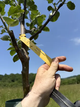 Foto treephoto-y050lvoez86lzkt56h339mw4.jpeg
