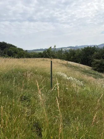 Foto treephoto-z2im5royuvhdwre461heoi6g.jpeg