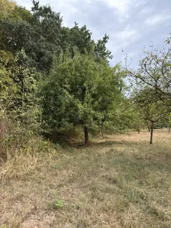Foto treephoto-wxvaenrmq61vpu6aect0qpna.jpeg