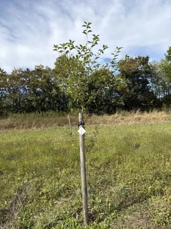 Foto treephoto-i11bcwb5a1zbfthzkez5kme8.jpeg