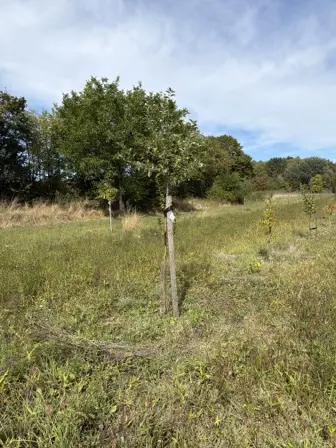 Foto treephoto-myjk1dsl0x4mfikbrni4e0d4.jpeg