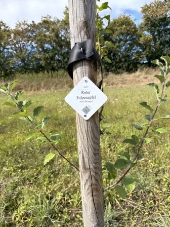 Foto treephoto-nfvj809gyniaebvzz1zq9fq7.jpeg