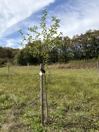 Foto treephoto-vwbzfkhzaolmk5ocn2s5mrk1.jpeg