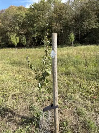 Foto treephoto-t7thxzxie9q004pyx3jw4g4z.jpeg
