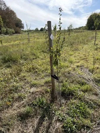 Foto treephoto-wgakaov6300uk5n52xr6epks.jpeg