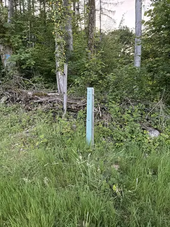 Foto treephoto-uhyhsf4l4j7hrfrnlx5jlzfn.jpeg