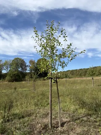 Foto treephoto-a0phhbifnkd4uduc882lwtz6.jpeg