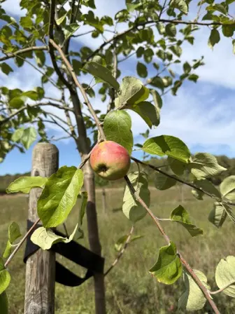 Foto treephoto-es441jk23okrne34rrbphts4.jpeg