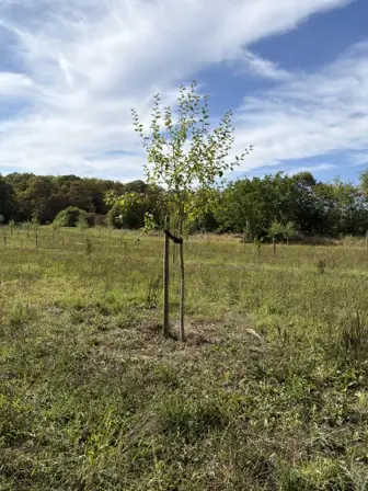 Foto treephoto-tsyeg85y90c0kegohajudg6i.jpeg