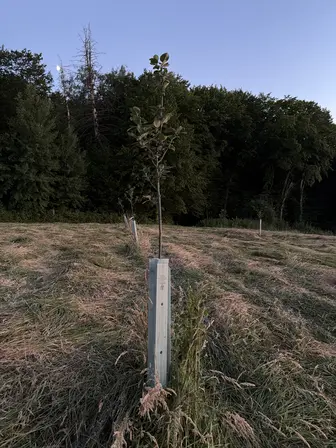 Foto treephoto-c0n2cfis2ep3amk4i53dac1c.jpeg