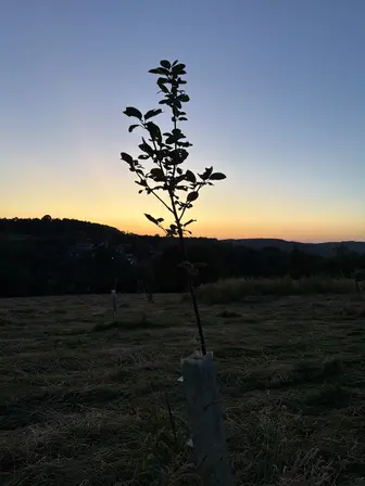 Foto treephoto-f982ctngse5stf1mgcybmq4j.jpeg