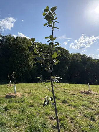 Foto treephoto-jmfxe598h5n1dxfnc32zh8be.jpeg